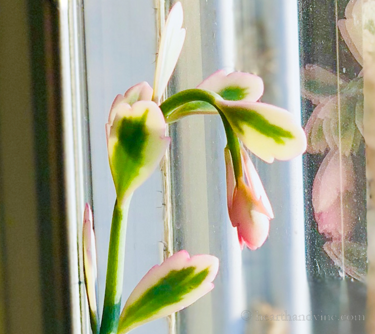 Kalanchoe fedtschenkoi in a window.