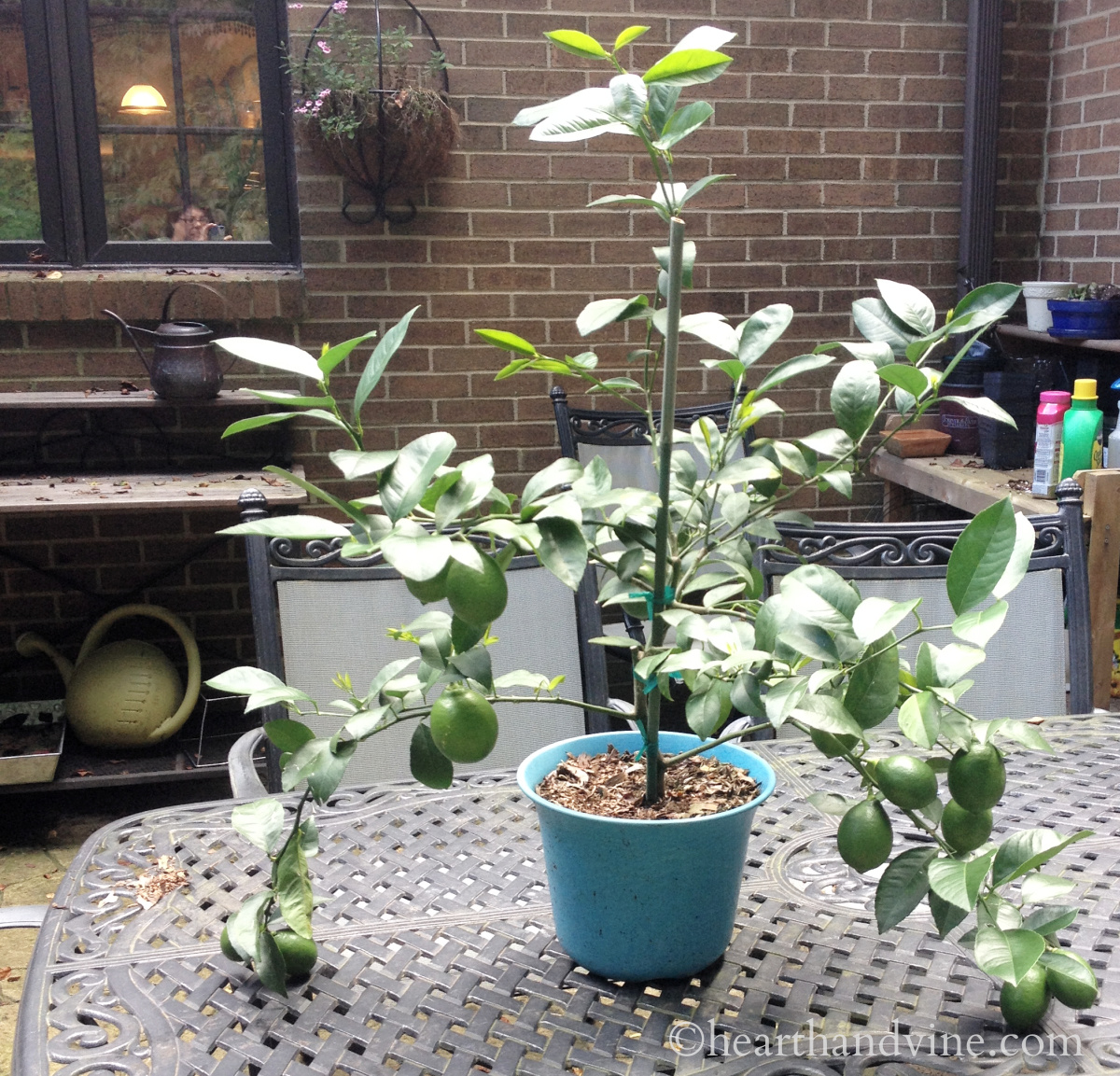 Dwarf Meyer lemon plant on a patio table.