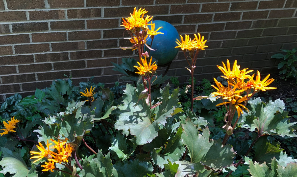 Ligularia in bloom during the fall with large green and bronze leaves and golden flowers.