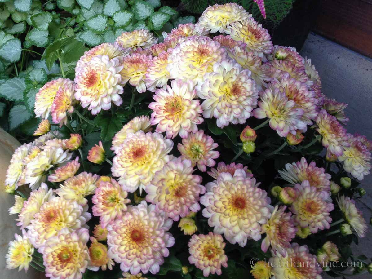 White mums with pink edges and some yellow in the middle.