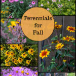 Perennials for the fall including asters, rudbeckia, coneflowers, begonia and sedum.