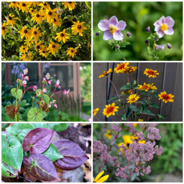 Perennials for fall color including black eyed Susan, false sunflower, Japanese anemone, begonia, sedum, and epimedium.
