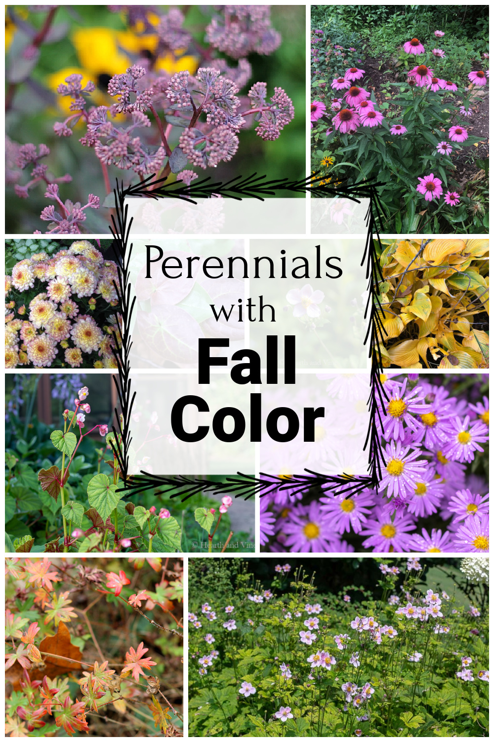 Collage of perennial flowers blooming in the fall including anemone, aster, begonia, mums, coneflower and sedum.