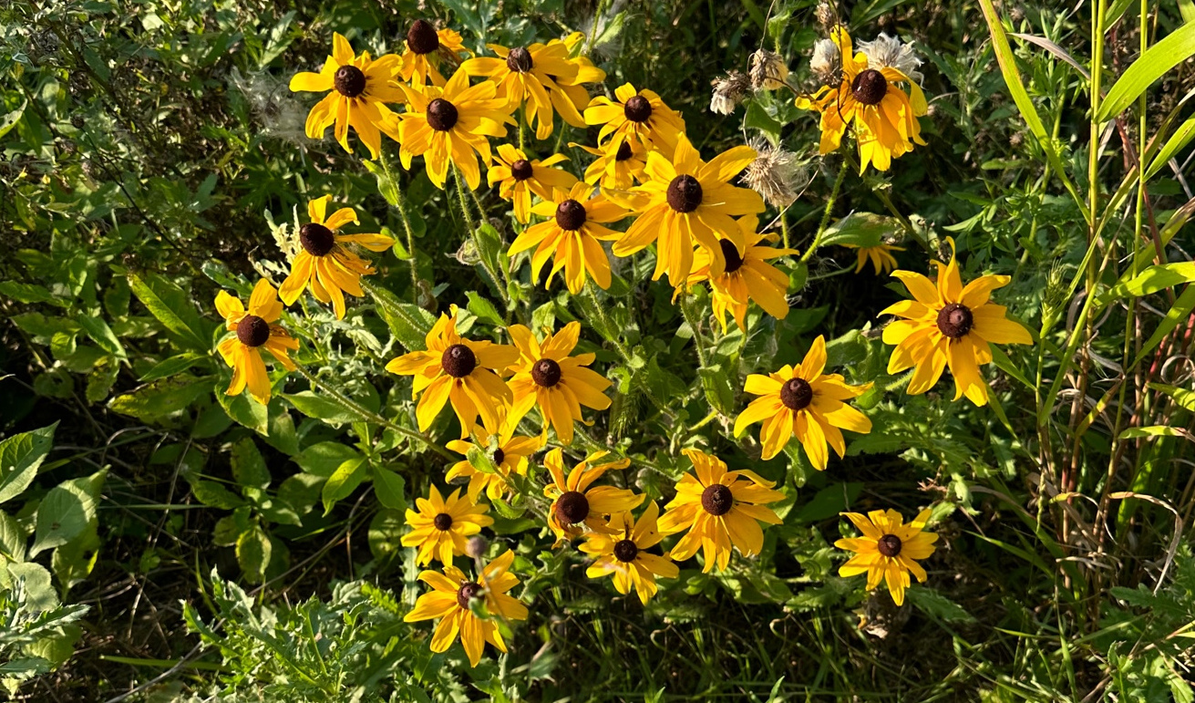 Black eyed Susan wildflowers. Golden yellow daisy like blooms with dark brown centers.