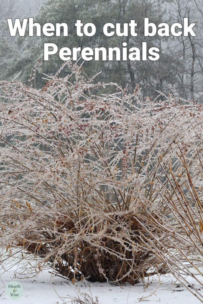 When to Cut Back Perennials Fall or Spring