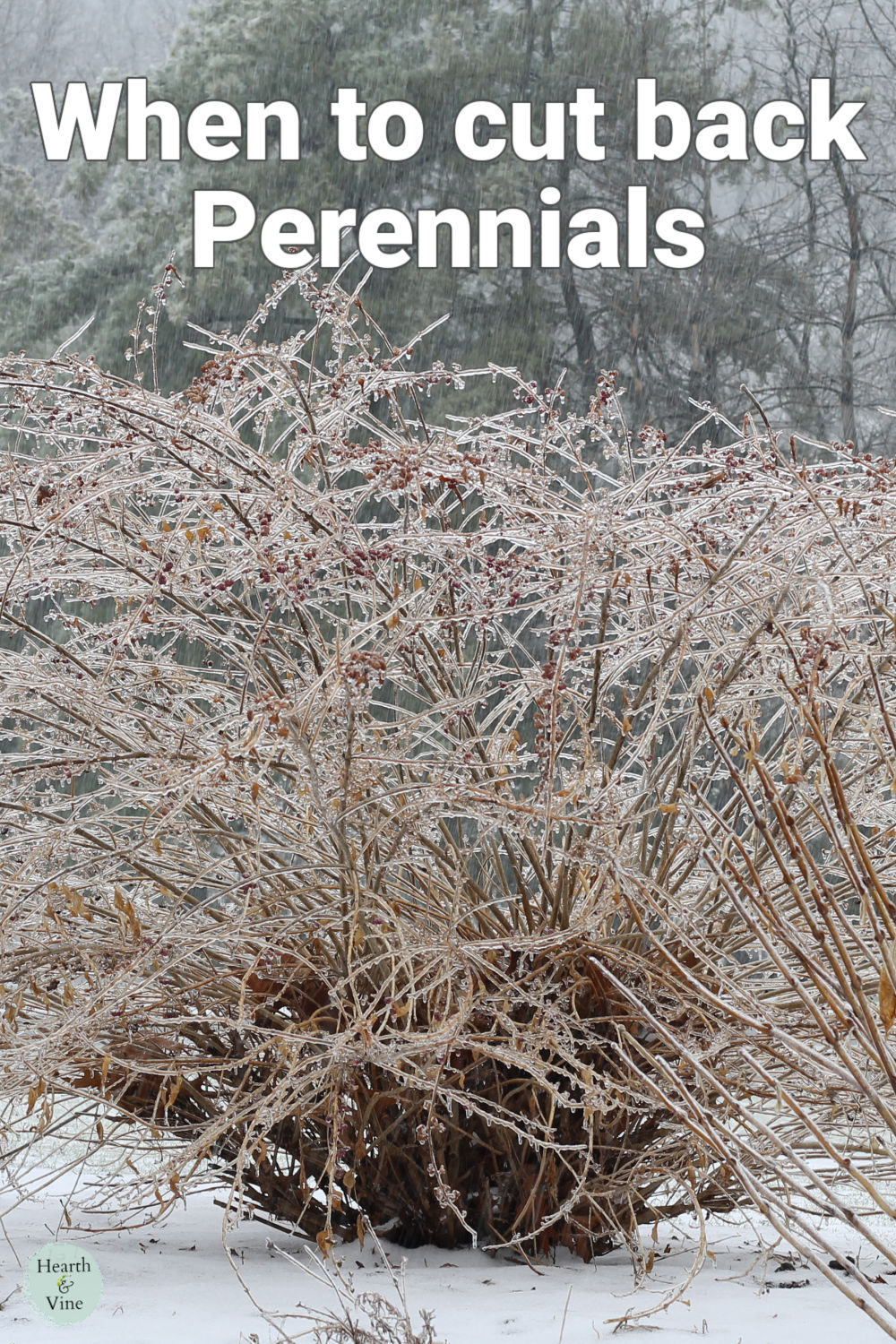 Shrub in the winter covered with ice.