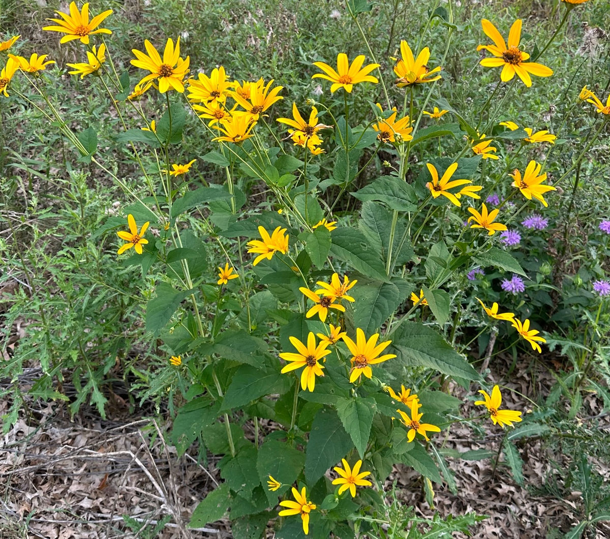 Woodland sunflower in a field. Very tall with yellow single flowers and golden centers.