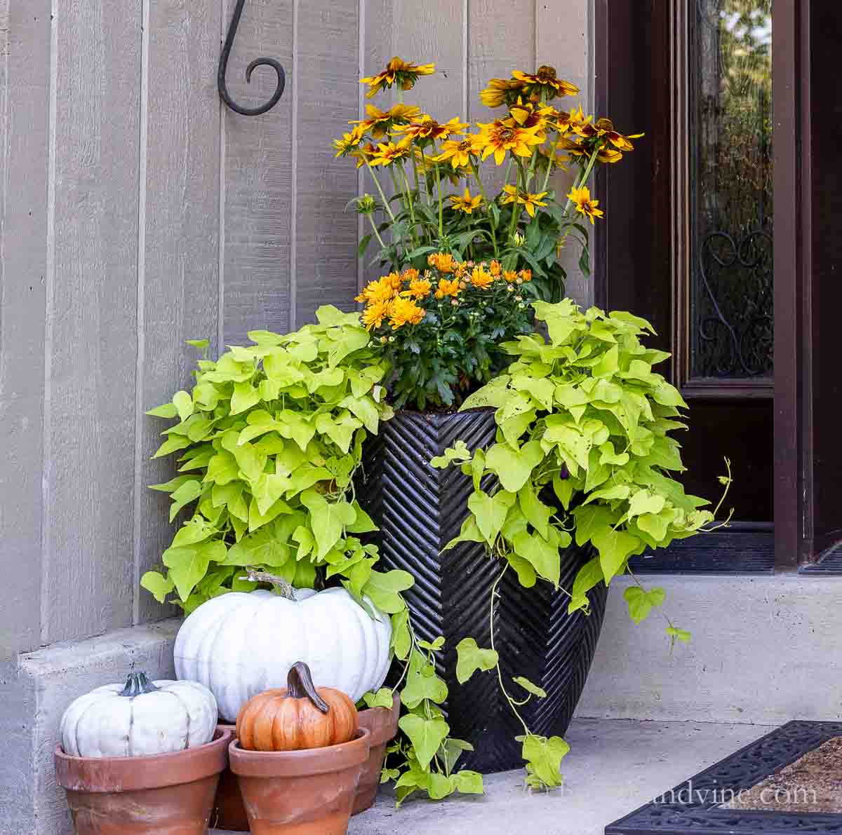 A large black planter with rudbeckia flowers, mum and sweet potato vine surrounded by faux pumpkins in clay pots.