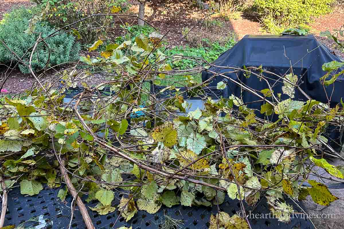Pile of freshly cut grapevines on a table outside.
