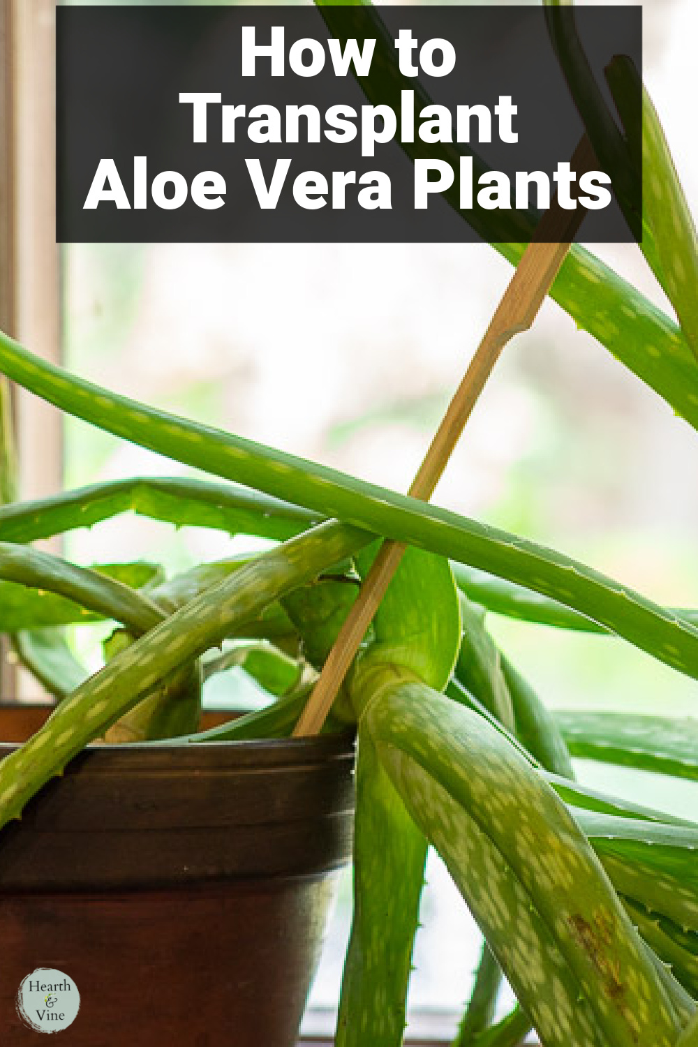 Aloe plant leaning out of a small clay pot.