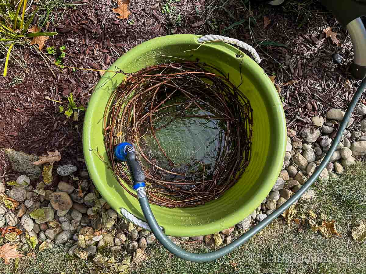 Grapevines coiled into a large plastic tub filled with water.