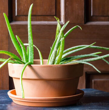Aloe plant in new pot.