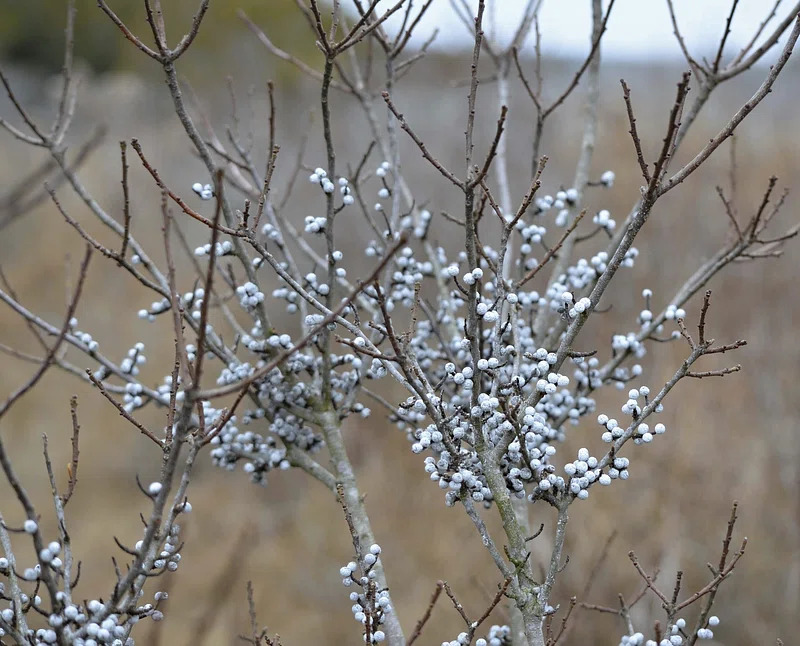 Bayberries in the winter.