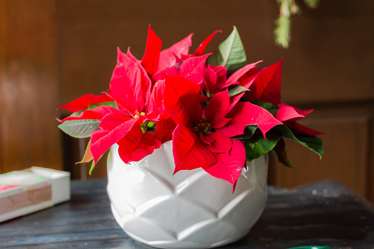 White vase with red poinsettia flowers clustered tight to the top.