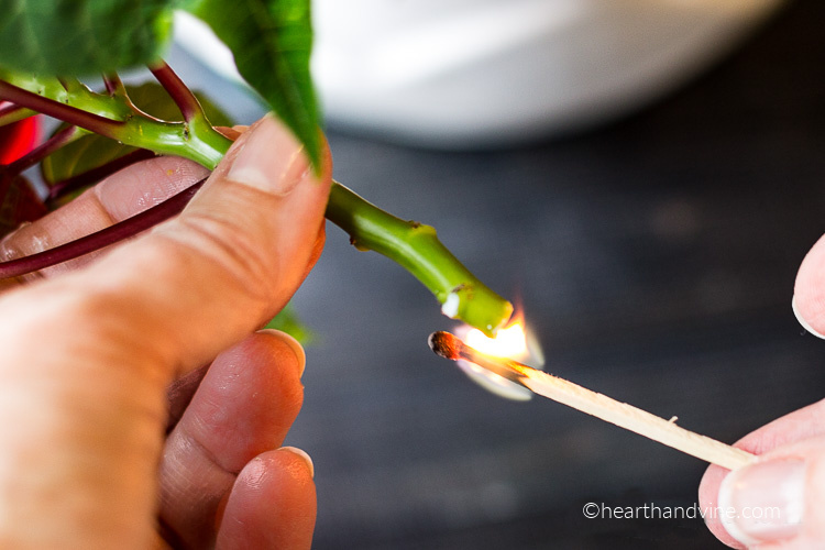 A match burning the end of a cut poinsettia branch.