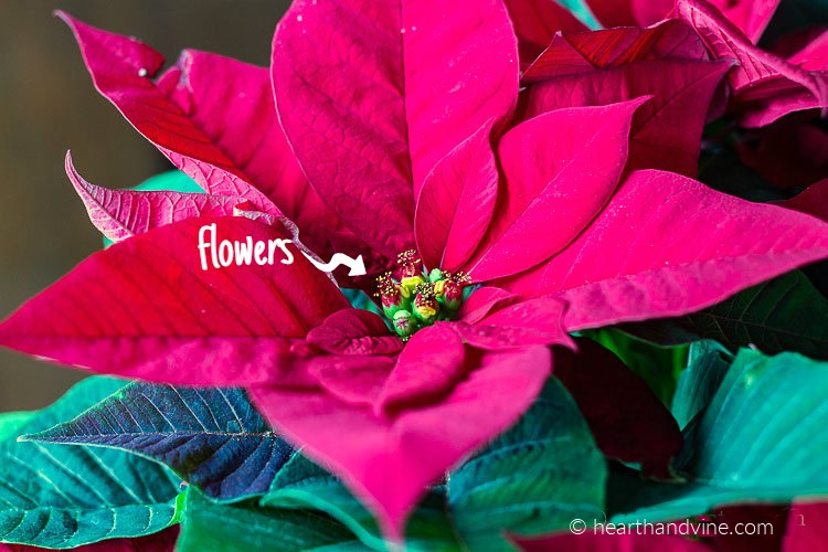 Arrow pointing to the actual real flowers in a poinsettia in the center.
