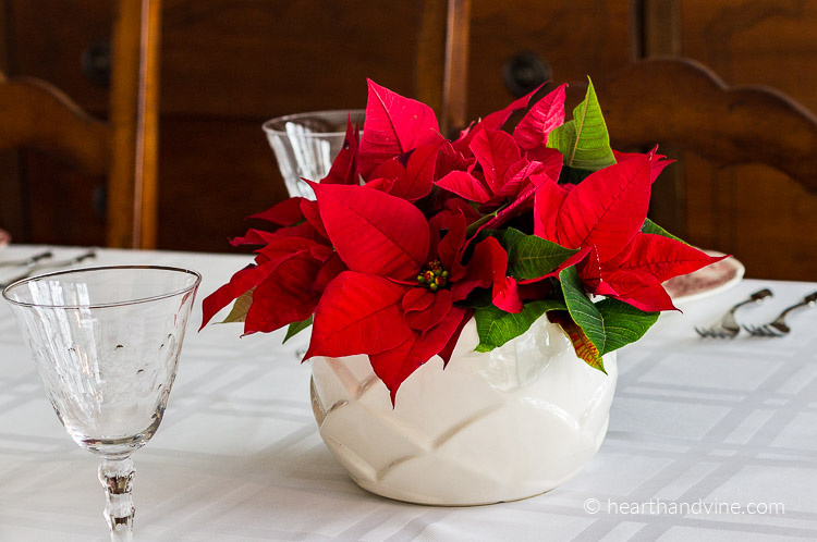 Poinsettia centerpiece on a dining table.