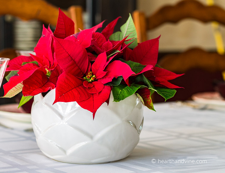 A poinsettia centerpiece with red flowers in a white vase.