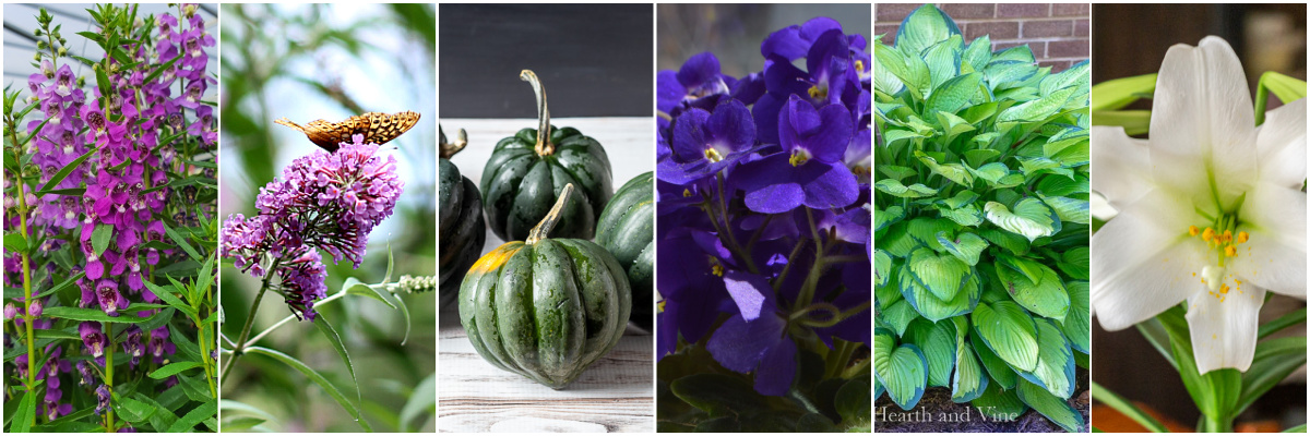 NGB plants of the year for 2024. Angelonia, buddleia, squash, African violet, hosta, and lily.
