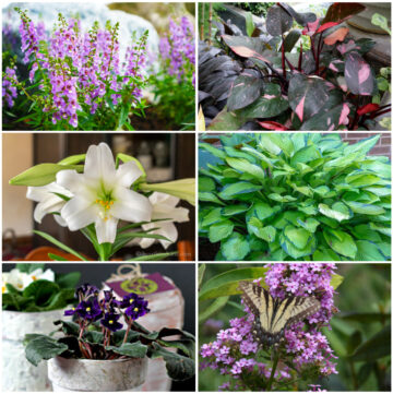 2024 plants of the year including agelonia, philodendron, lily, hosta, African violet and phlox.
