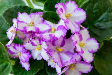 How to Take Care of African Violets: An Easy to Grow Houseplant