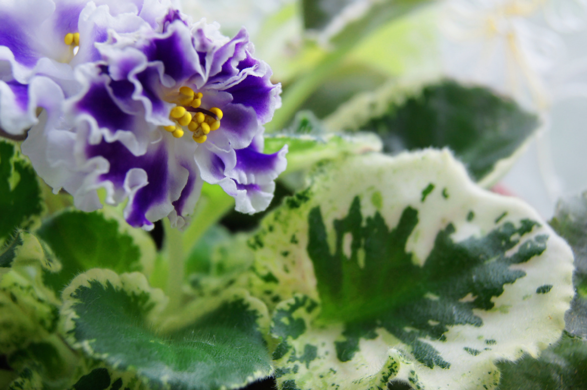 Variegated leaves with large cream borders and a green center on an African violet plant.