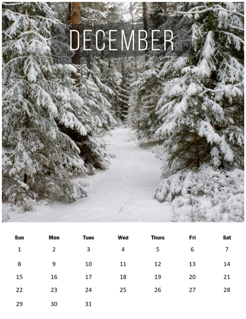 Snow covered large evergreen trees along a snowy path with the month of December 2024 below.