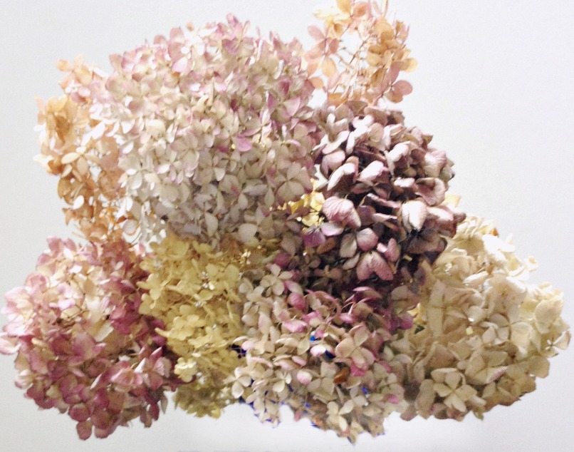 Dried hydrangea flowers in different colors.