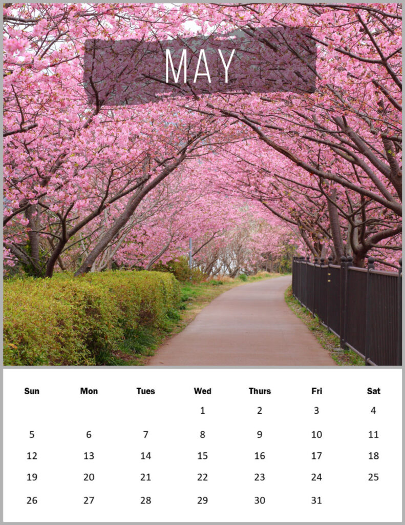 Pretty pink blooming trees on a path with the month of May 2024 calendar below.