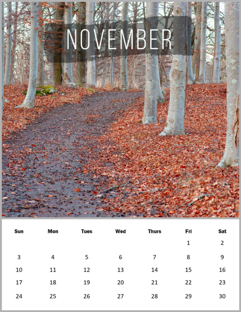 Birch trees along a path with fall leaves on the ground and the month of November 2024 calendar below.