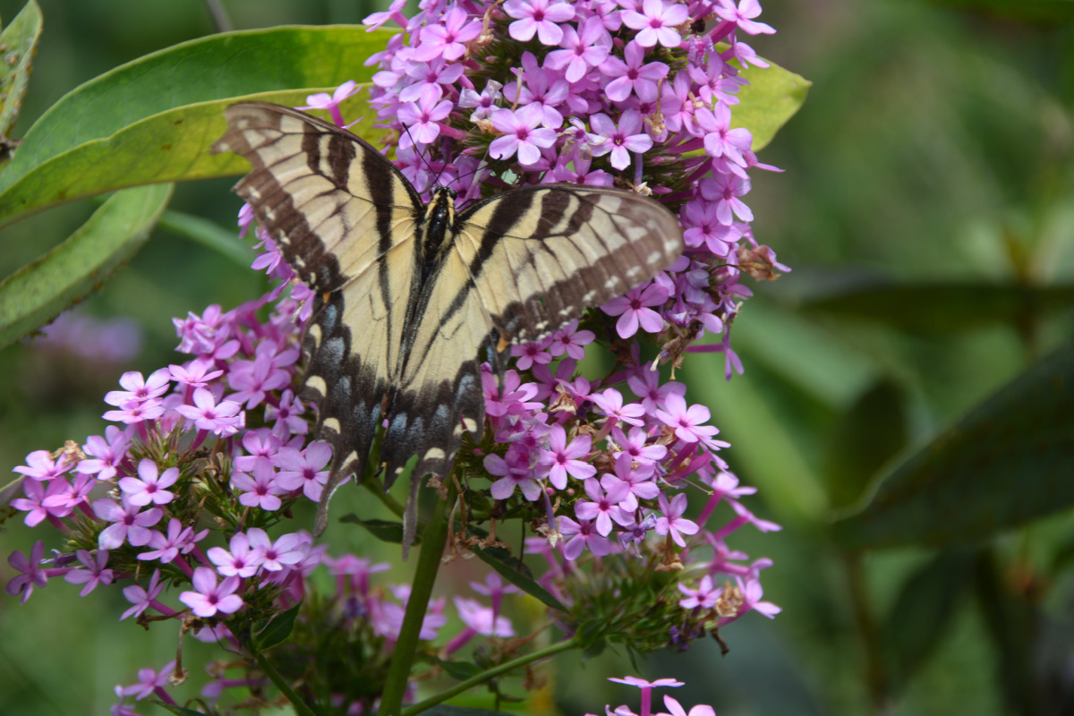 Phlox paniculata 'Jeana' with a tiger swallowtail butterfly.