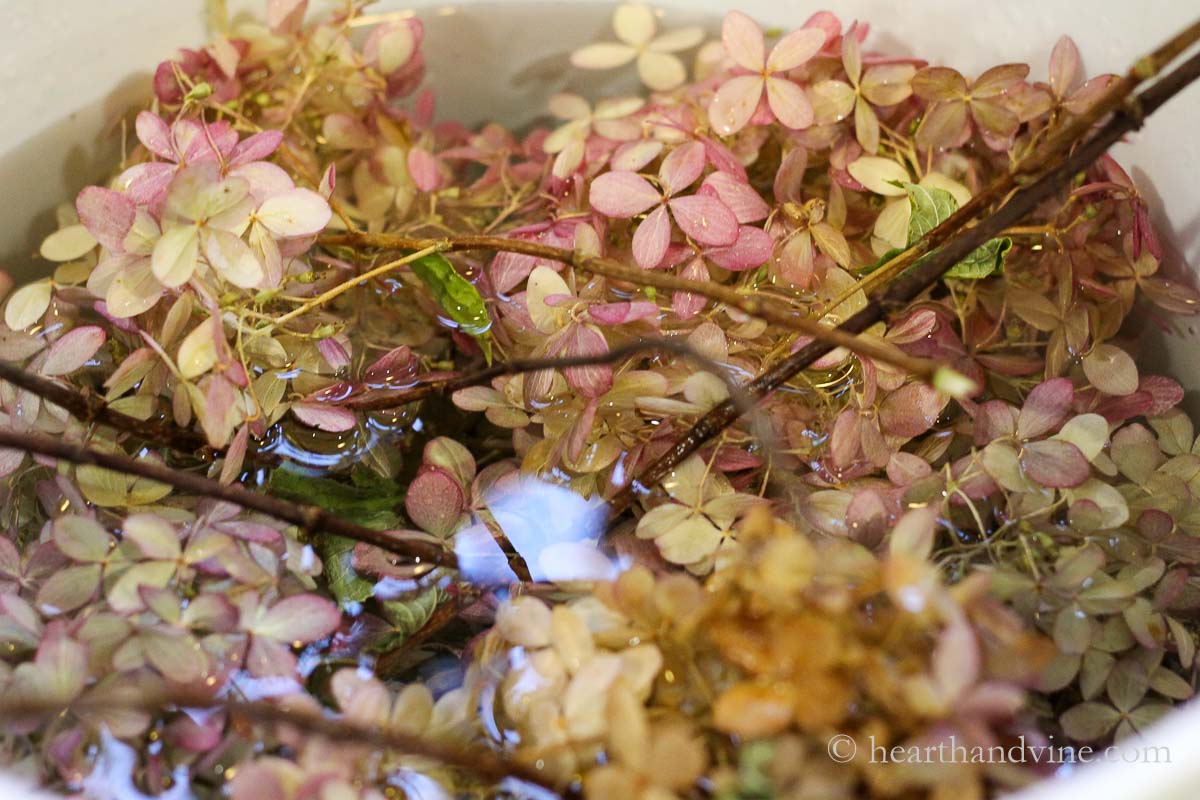 Dried hydrangea flowers in a bucket of water.