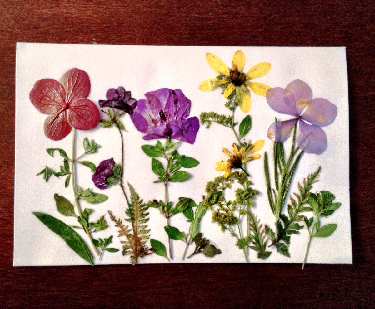 Pressed flowers on a card.