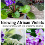 Purple and pink African violets in pots over variegated African violet leaves and a white flowered one with pink edges.