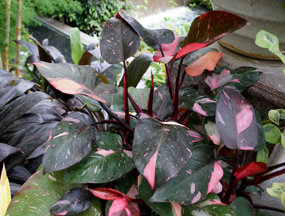 Philodendron Pink Princess plant.