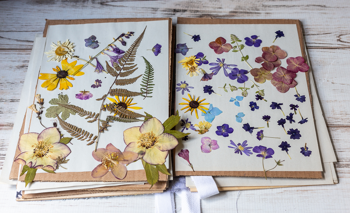 Pressed flowers in a flower press book.