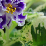 African violet plant with variegated leaves and dark purple flowers with white edges.