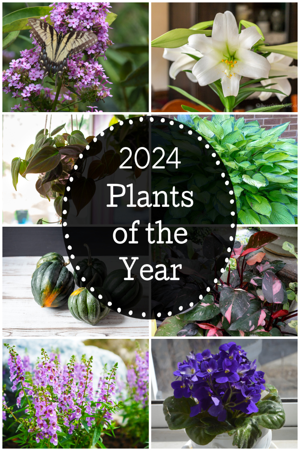 Collage of plants including hosta, lily, philodendren, phlox, algelonia, and violets.