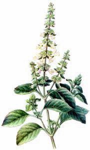 Botanical image of a basil plant.