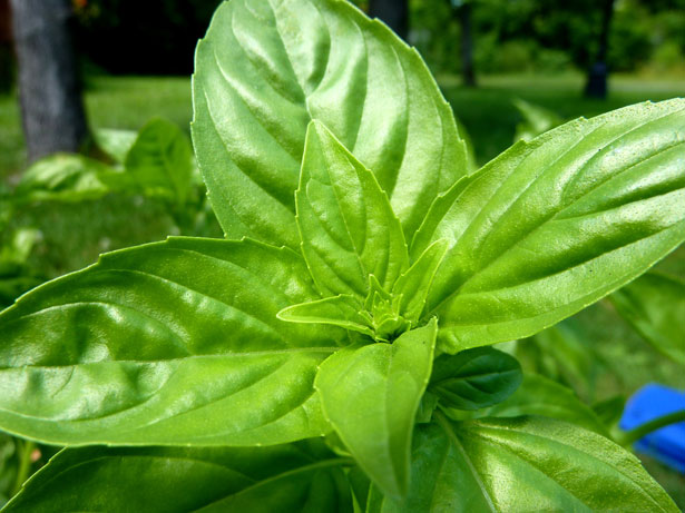 Close up look at the center of a basil plant.