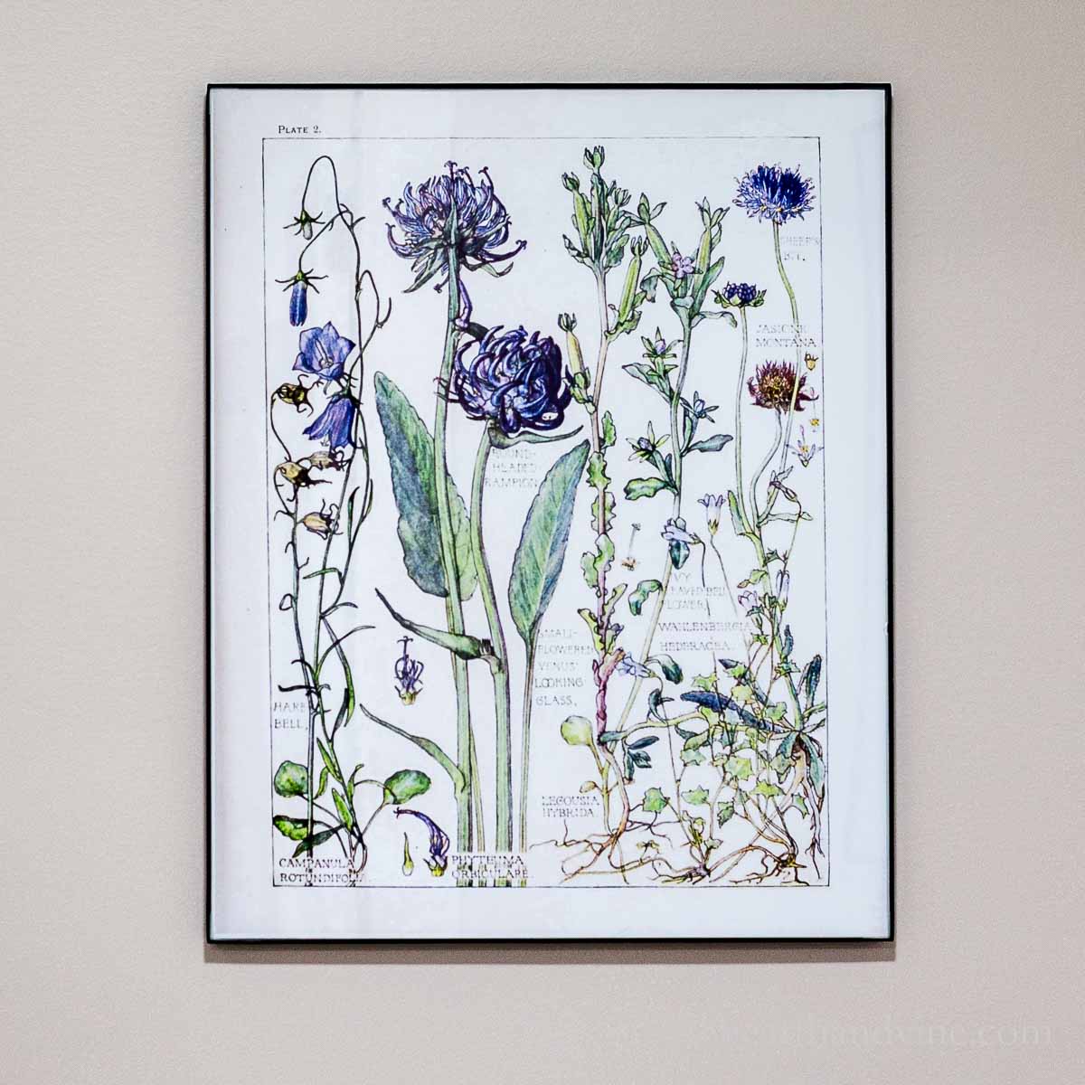 Framed botanical print of bellflowers result from DIY botanical wall art project.