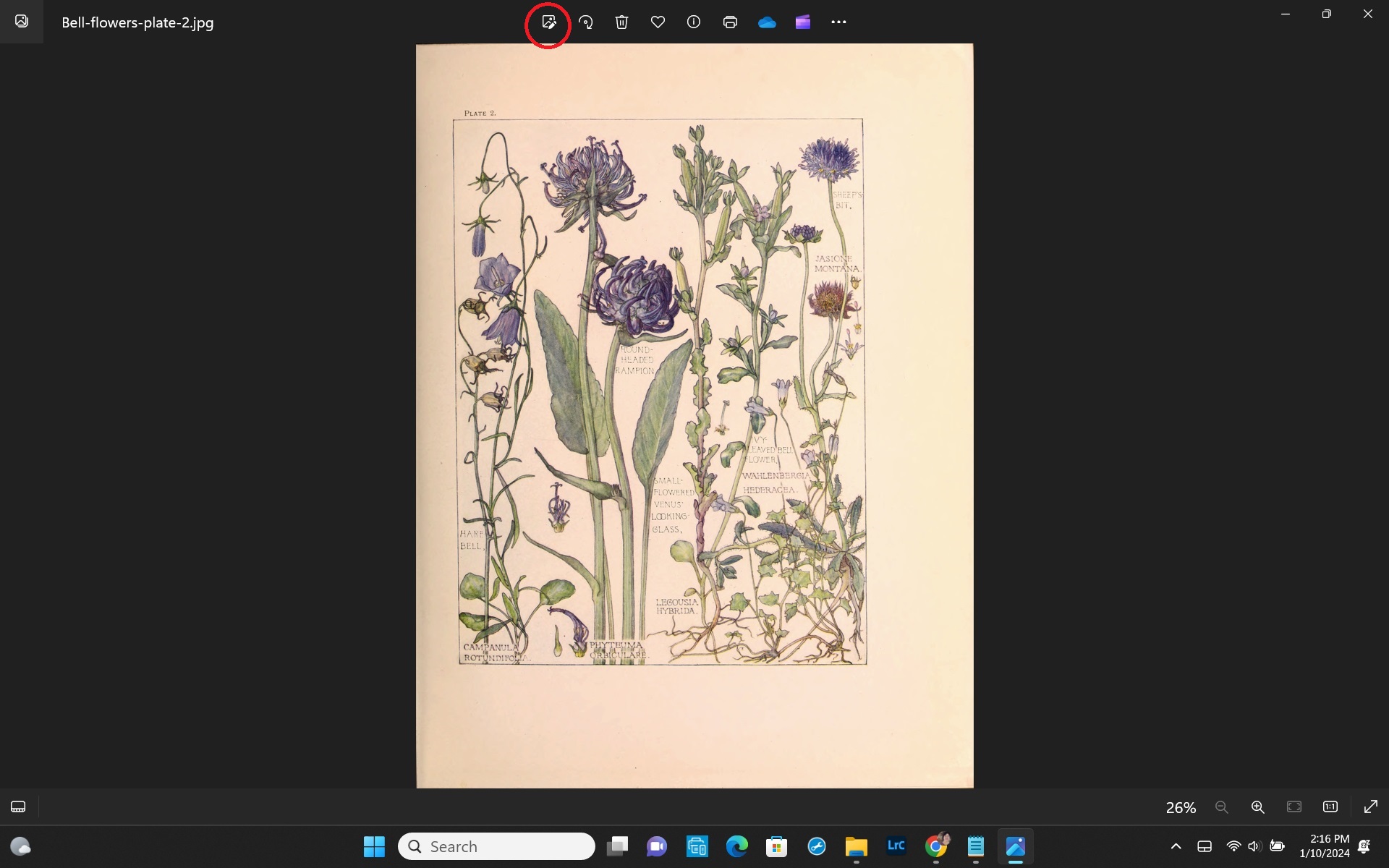Screen shot of a vintage botanical print with edit buttons.
