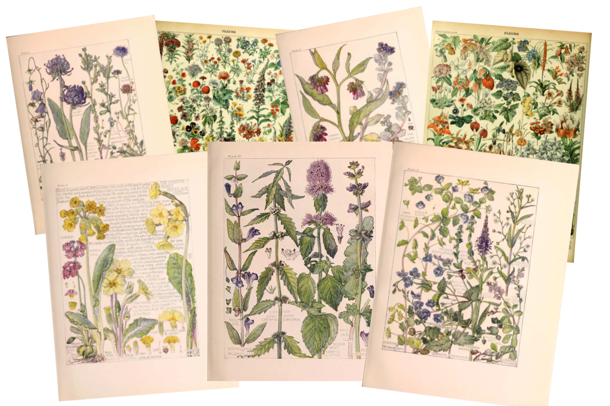 Seven vintage botanical prints.