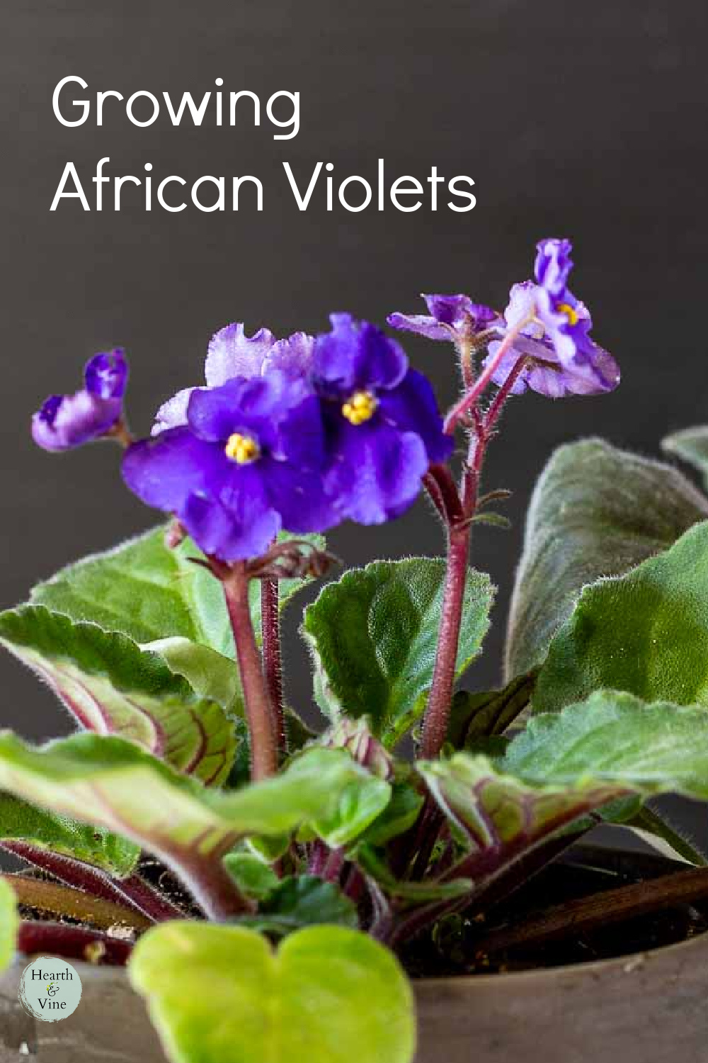African violet with dark purple flowers with light green leaves.