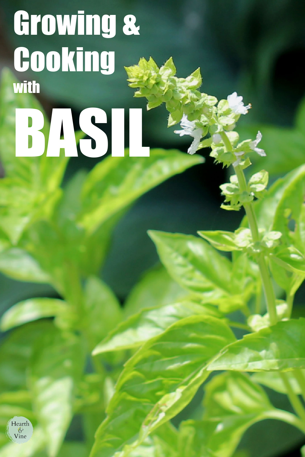 Basil plant just starting to flower.