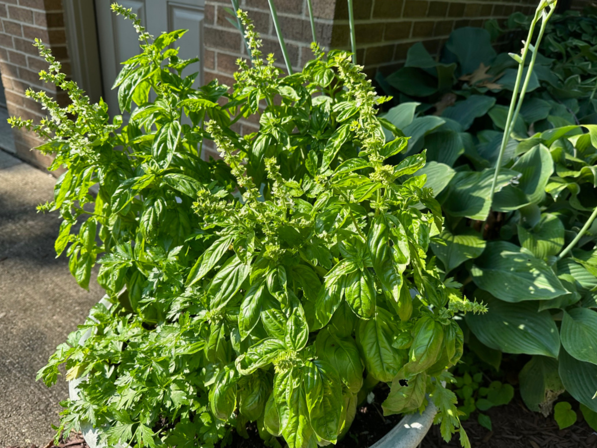 Several basil plants growing in a large container.