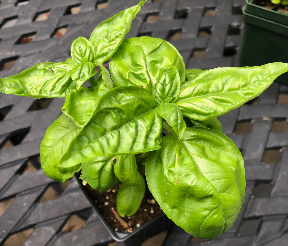 Sweet basil plant in a nursery container.
