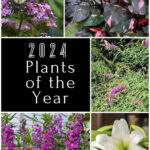 Collage of 2024 plants of the year including philodendron, buddleia, lily, and angelonia.