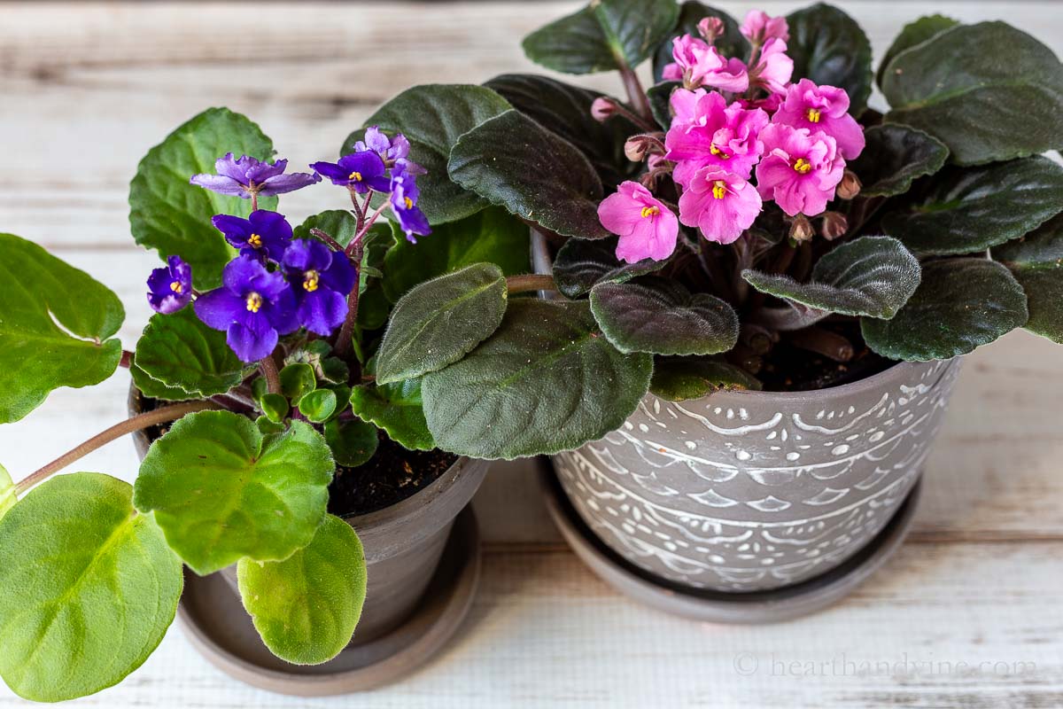 Dark purple and one pink African violet in pots.