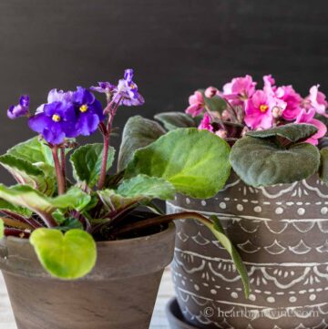 Two pots of African violets. One dark purple with light green leaves and one with pink flowers and dark leaves.